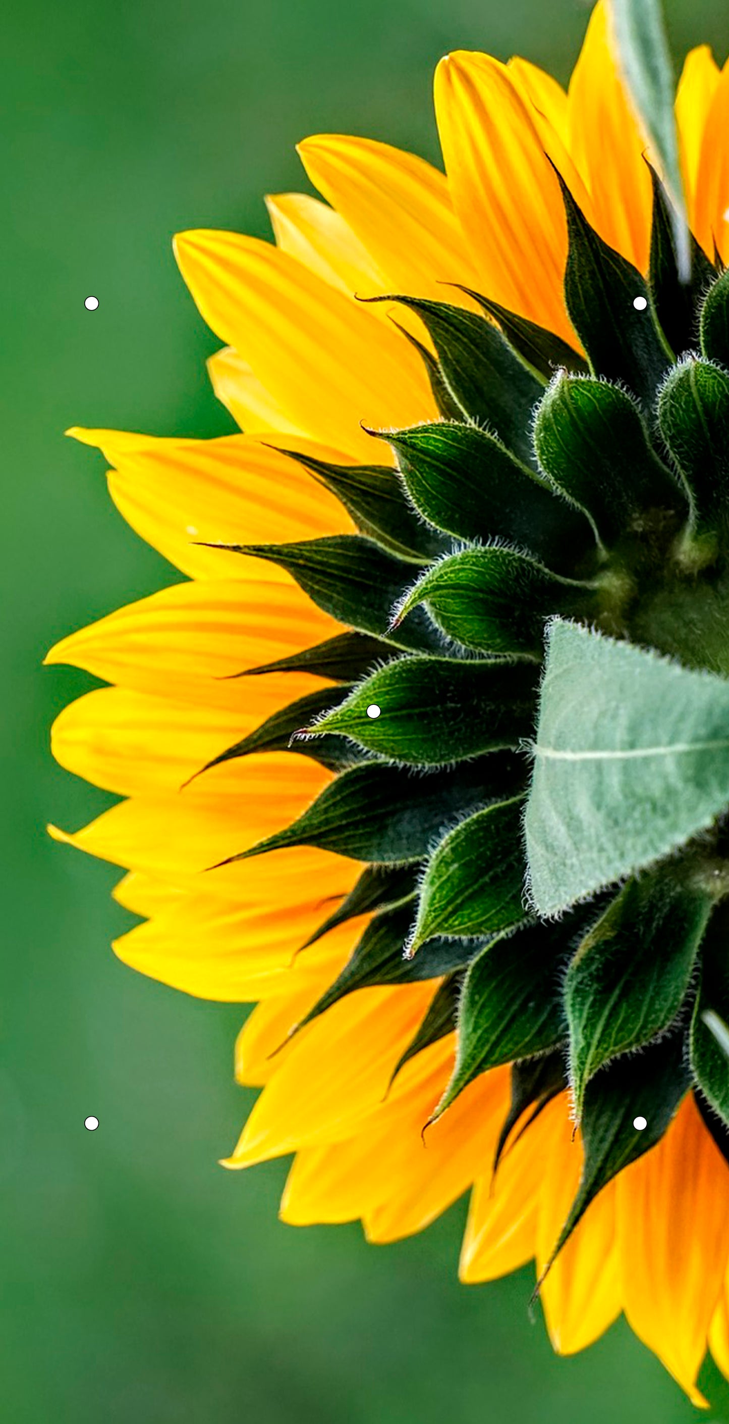 Sunflowers Birdhouse