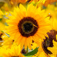 Sunflowers Birdhouse