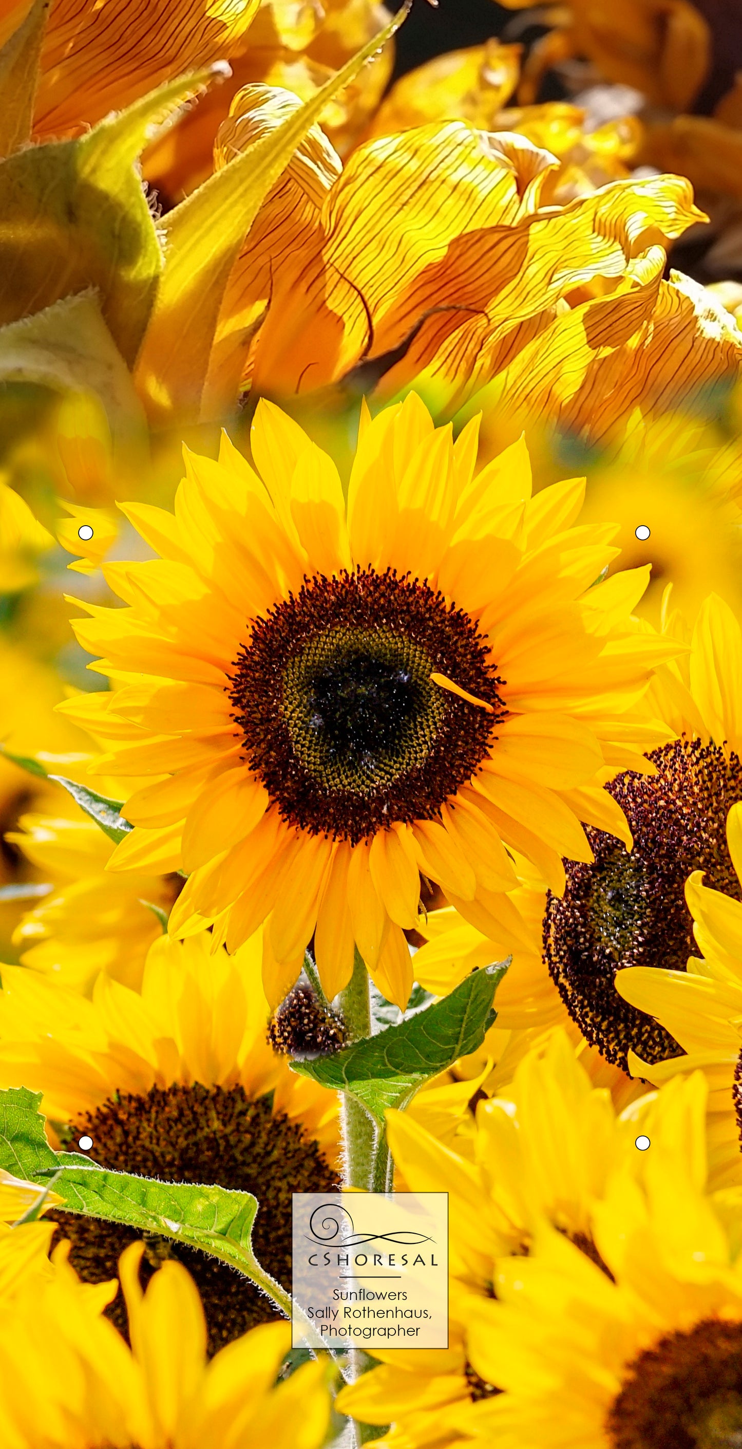 Sunflowers Birdhouse