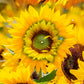 Sunflowers Birdhouse