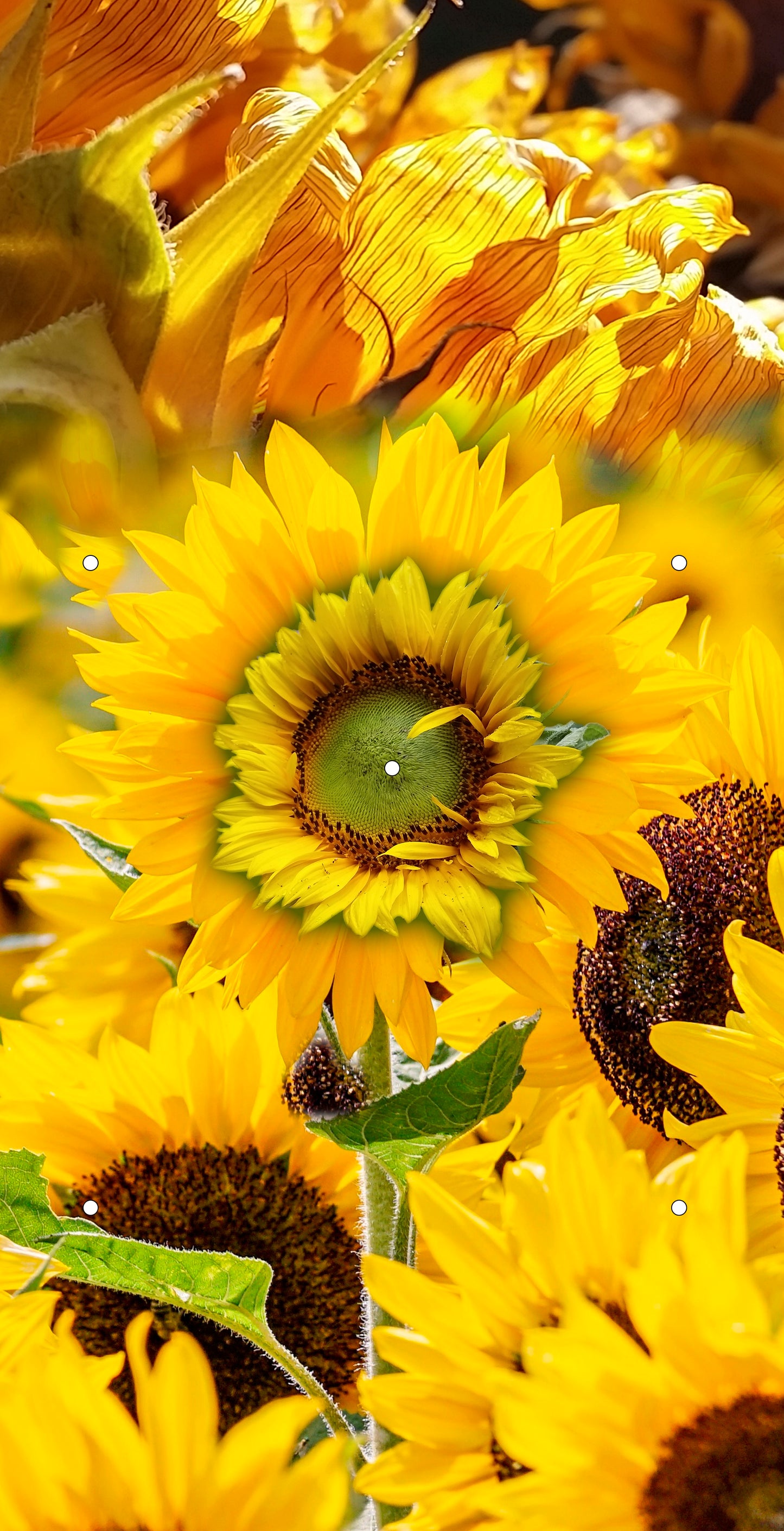 Sunflowers Birdhouse