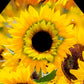 Sunflowers Birdhouse