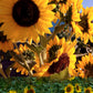 Sunflowers Birdhouse