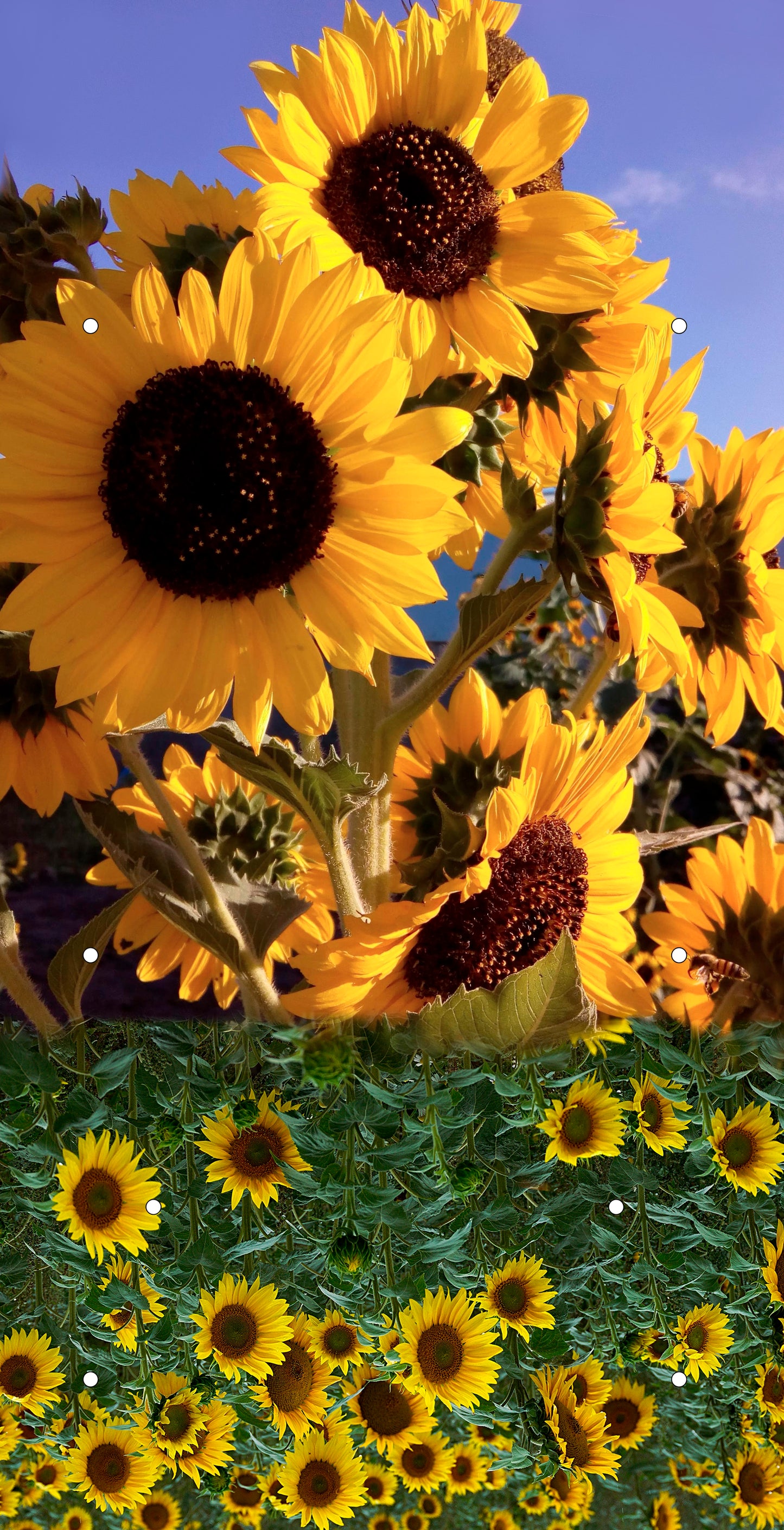 Sunflowers Birdhouse